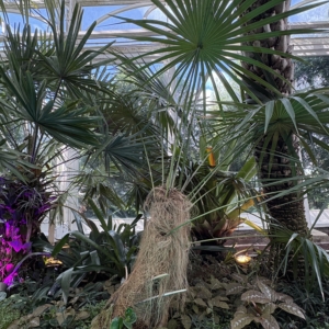 Phipps Conservatory Coccothrinax crinita subsp. crinita