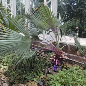 Phipps Conservatory Copernicia prunifera
