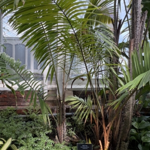 Phipps Conservatory Calamus jenkinsianus