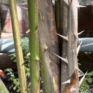 Phipps Conservatory Calamus jenkinsianus stem closeup
