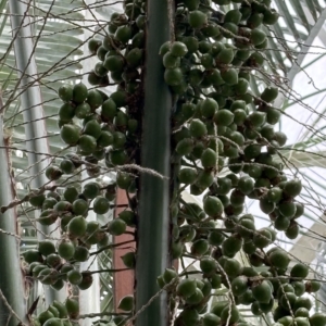 Phipps Conservatory Butia capitata fruit