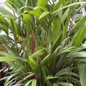 Phipps Conservatory Cyrtostachys renda