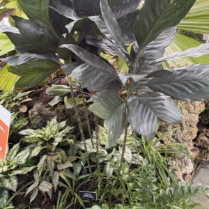 Phipps Conservatory Metallic Palm