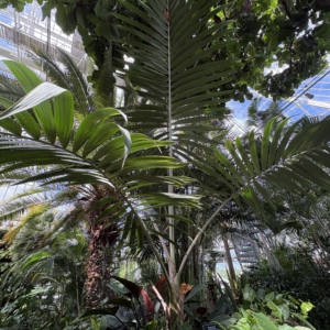 Phipps Conservatory Chambeyronia oliviformis