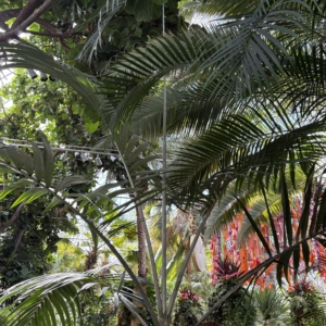 Phipps Conservatory Chambeyronia oliviformis 2