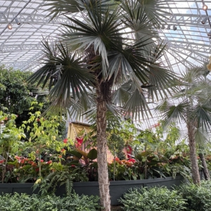 Phipps Conservatory Coccothrinax miraguama 4