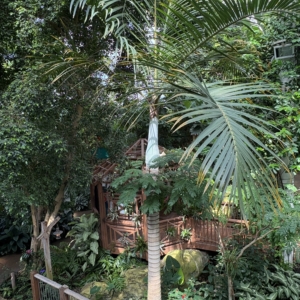 Phipps Conservatory spindle Palm