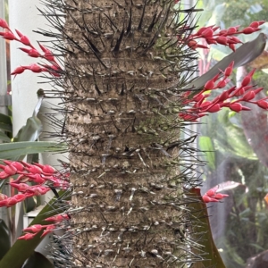 Phipps Conservatory Aiphanes horrida trunk