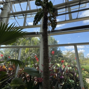 Phipps Conservatory Aiphanes horrida