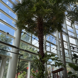 Phipps Conservatory Copernicia alba
