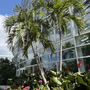 Phipps Conservatory Adonidia merrillii