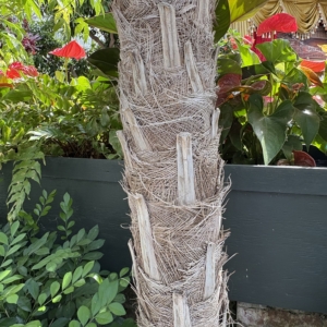 Phipps Conservatory Coccothrinax miraguama 2