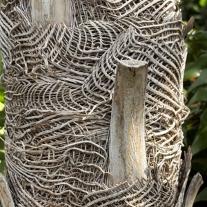 Phipps Conservatory Coccothrinax miraguama 3