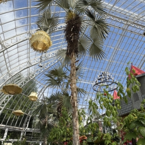 Phipps Conservatory Coccothrinax miraguama