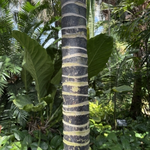 Phipps Conservatory Kentia Palm trunk