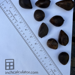 Pierre Olivier Albano seeds #1