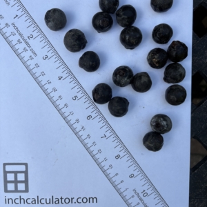 Pierre Olivier Albano seeds #2