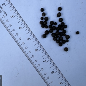 Pierre Olivier Albano seeds #3