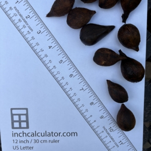 Pierre Olivier Albano seeds #4