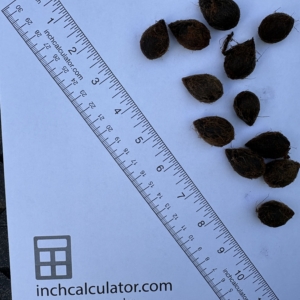 Pierre Olivier Albano seeds #5