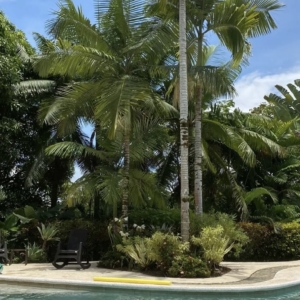 Costa Rica King Palm