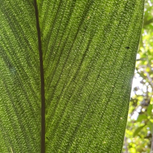 Juan Carlos Copete Bactris chocoensis