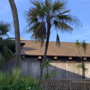 Current Everglades palm