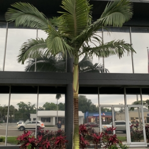 Tampa office King Palm