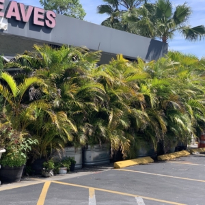 Tampa BP Areca Palm