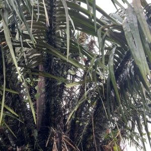 Juan Carlos Copete Astrocaryum pax 1