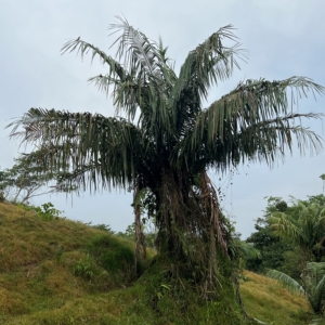 Juan Carlos Copete Astrocaryum pax 2