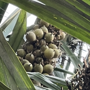 Juan Carlos Copete Astrocaryum pax fruit