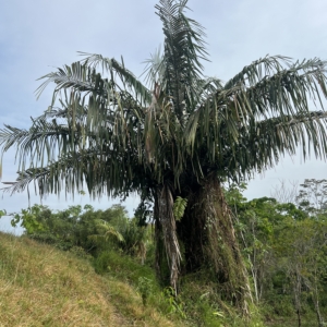 Juan Carlos Copete Astrocaryum pax 3
