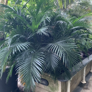 Kew Gardens Cat Palm