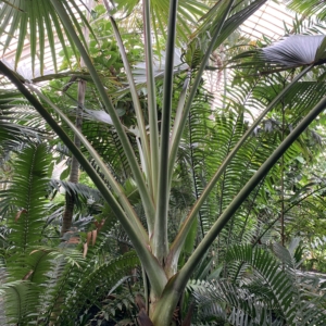 Kew Gardens Latania lontaroides