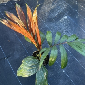 Anthony DeLassio Chambeyronia macrocarpa