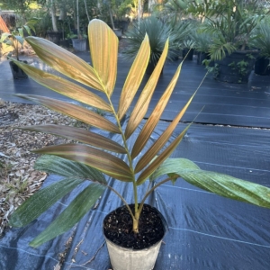 Anthony DeLassio Chambeyronia macrocarpa var. hookeri