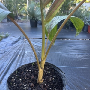 Anthony DeLassio Chambeyronia macrocarpa var. hookeri
