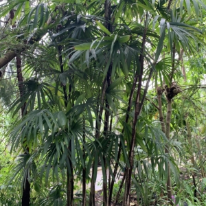 Kew Gardens Lady Palms