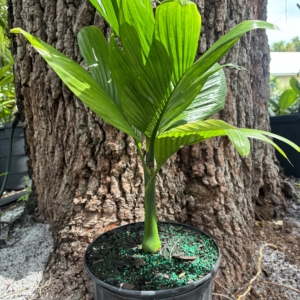 Anthony DeLassio Areca catechu