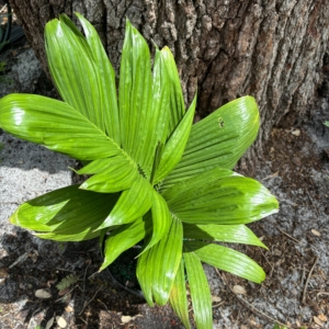 Anthony DeLassio Areca catechu