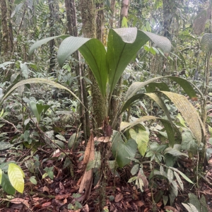 Juan Carlos Copete Bactris chocoensis 2