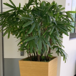 San Francisco airport Lady Palms