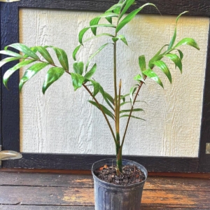 Anthony DeLassio Chambeyronia macrocarpa