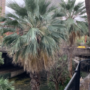 River walk California Fan Palms