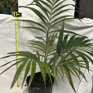 Kentiposis oliviformis