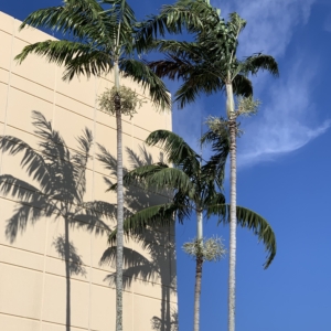 Fort Myers airport Montgomery Palm