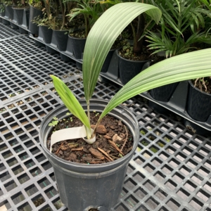 Premier Growers Sabinaria magnifica