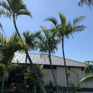 Premier Growers Chrysalidocarpus pembanus