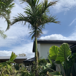 Corey Bigler Areca catechu